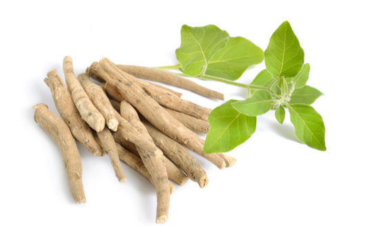 Ashwagandha: Beneficios para tu bienestar físico y mental